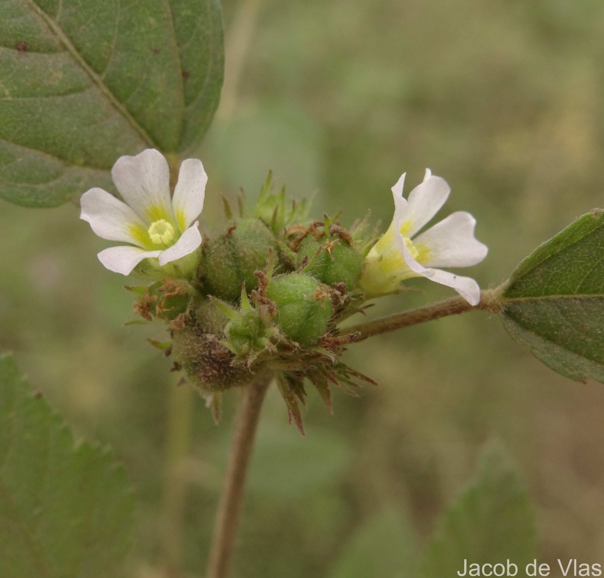 Melochia corchorifolia L.